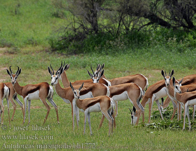 Antilopa skákavá Gacela saltarina Springhare