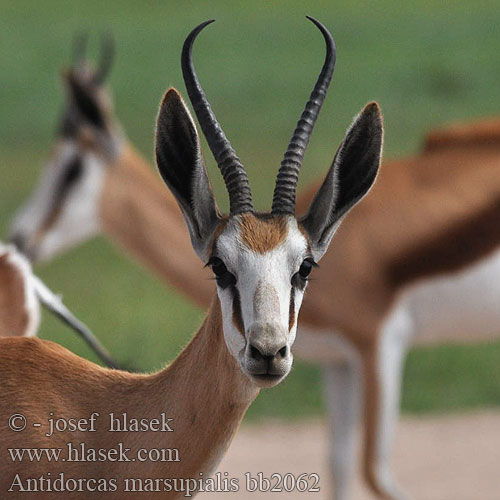 羚羊族主要分布于非洲，其中跳羚 Спрингбок