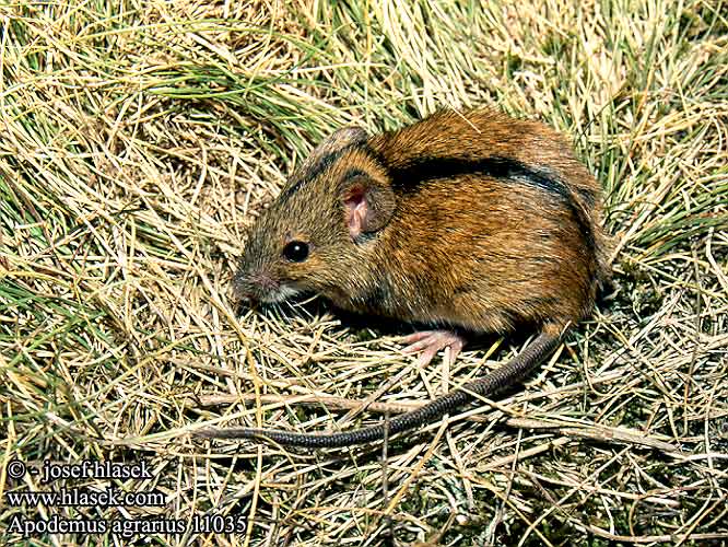 Apodemus agrarius Striped Field Mouse Brandmaus myšice temnopásá