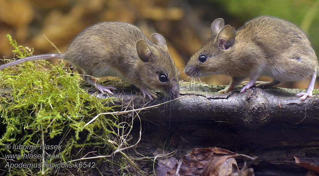 Apodemus flavicollis Mysz leśna Myšice lesní