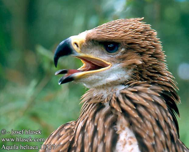 Aquila heliaca Imperial Eagle Kaiseradler Aigle impérial