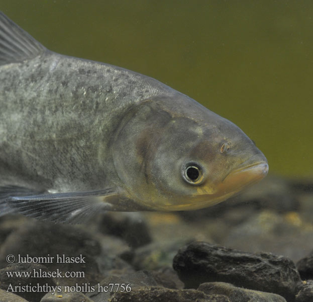 Aristichthys nobilis Hypophthalmichthys Bighead carp