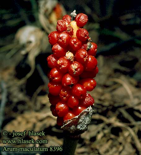 Arum maculatum Ingefar Mynkhättan Pied veau Gevlekte aronskelk