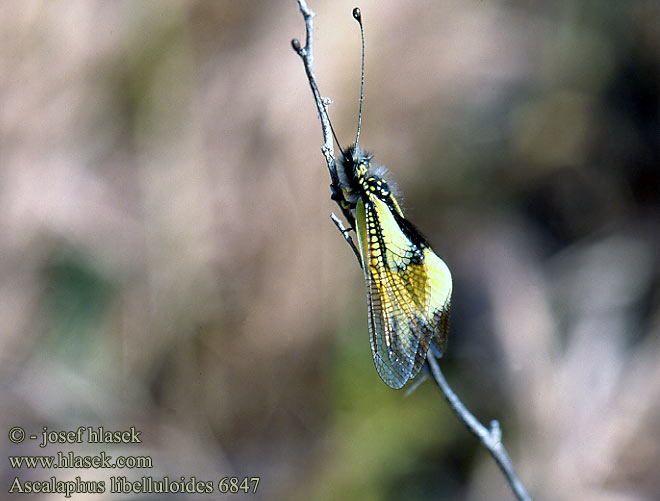 Ascalaphus Libelloides libelluloides Ascalaphids Mating Owlfly