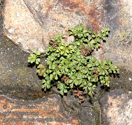 Asplenium ruta-muraria Wall-rue Wall Rue Fern Mauerraute Radeløv