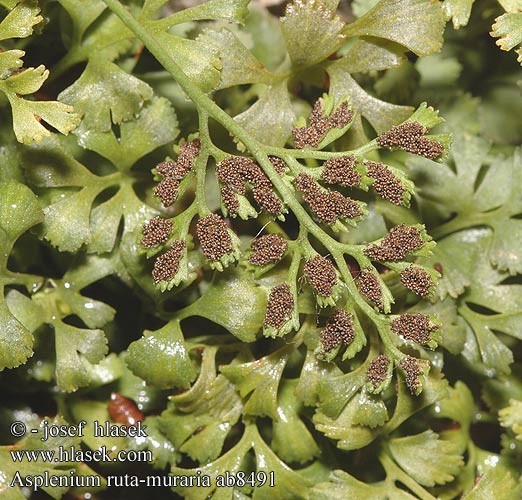 Asplenium ruta-muraria Mauer-Streifenfarn Zanokcica murowa