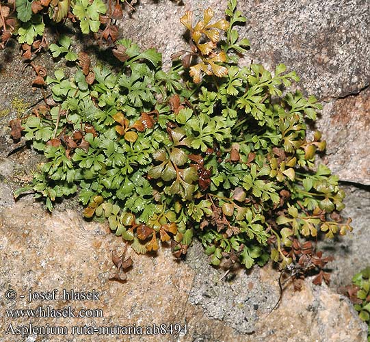 Asplenium ruta-muraria Sleziník routička zední Ruda muros