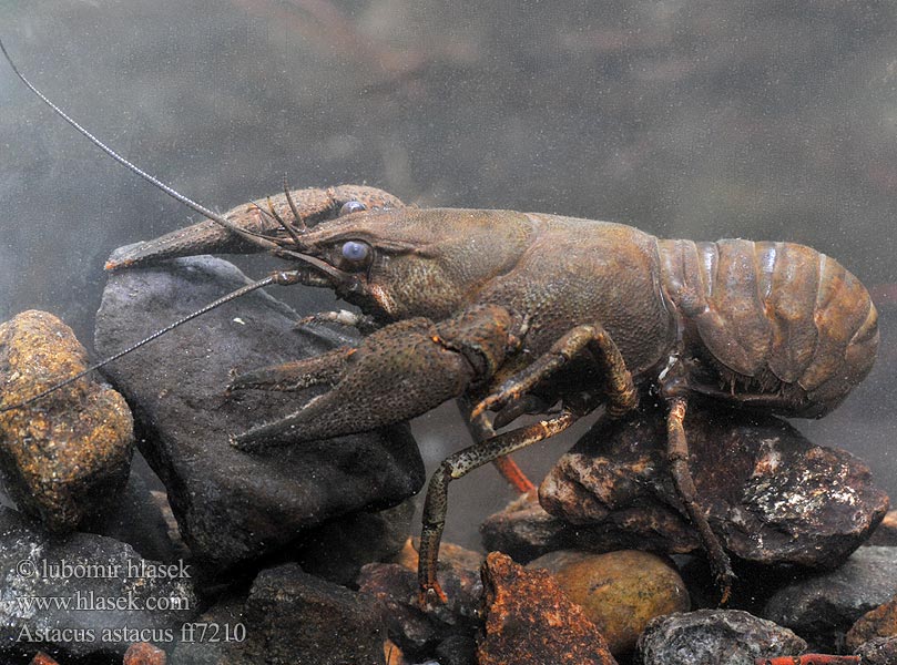 Astacus astacus fluviatilis European Crayfish Noble Flusskrebse Edelkrebs Rak říční