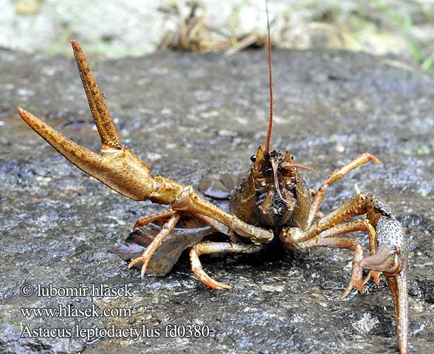 Danube crayfish Galician Turkish Narrow-clawed Galizischer