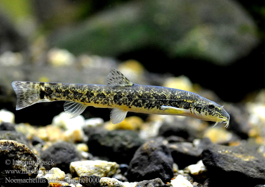 Stone loach Йăпăлтак Mřenka mramorovaná