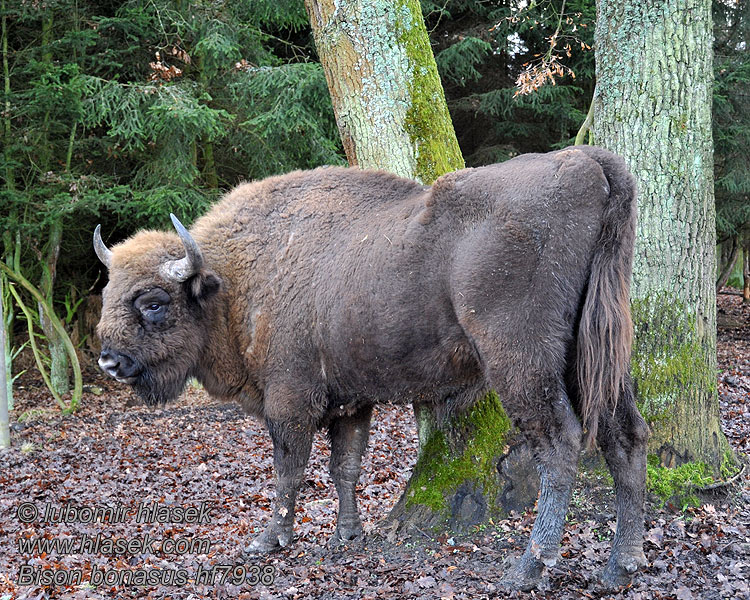 Bison bonasus European bison