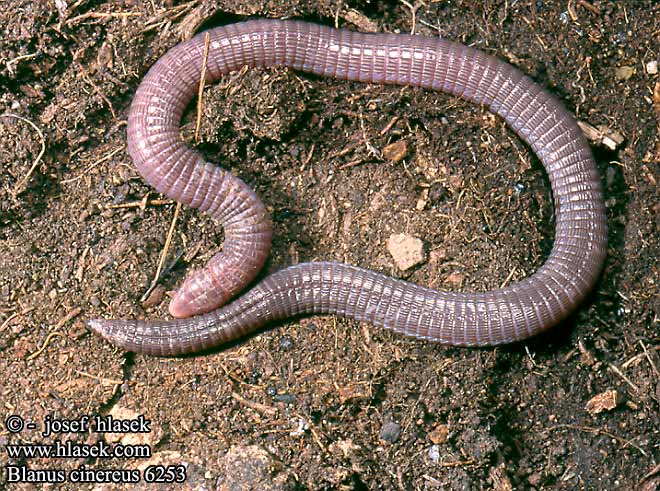 Iberian Worm Lizard European Culebrilla ciega Kroužkovec evropský