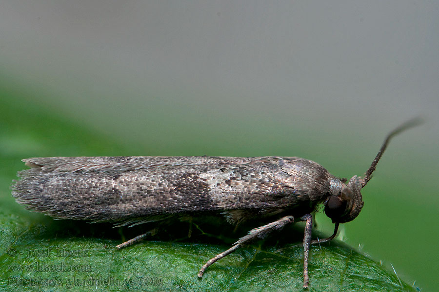 Blastobasis glandulella Acorn Moth