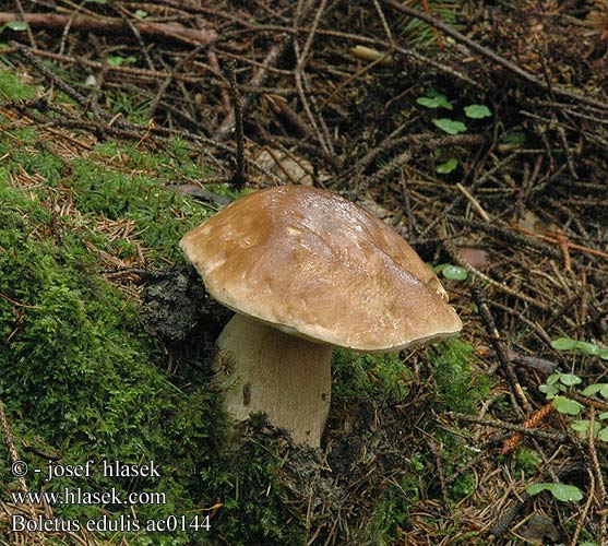 Boletus edulis Steinpilz Borowik szlachetny prawdziwek