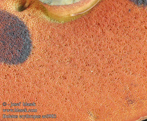 Boletus erythropus ac0983