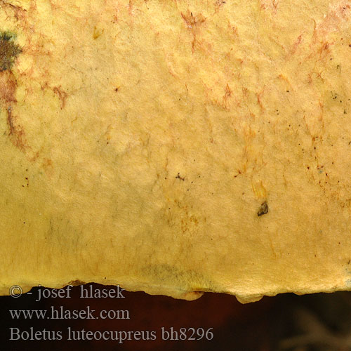 Boletus luteocupreus bh8296
