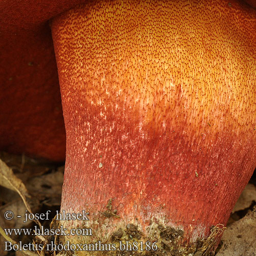 Zlatnocrveni vrganj Манатарка пурпурна Rødgul rørhat Ruusutatti