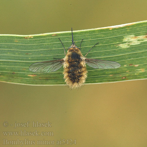 Bombylius minor Heath bee-fly Жужжало малое