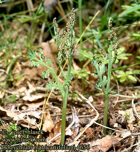 Botrychium matricariifolium Daisy-leaf Moonwort Camomile Grape-fern