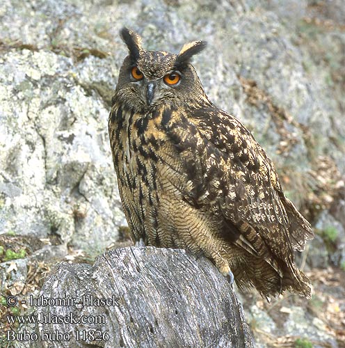 Bubo bubo Eagle Owl Uhu Grand-duc Europe Búho Real