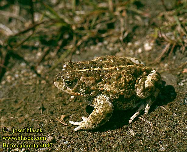 Bufo calamita Natterjack toad Strandtudse Haisukonna Crapaud calamite Rugstreeppad Rospo calamita Nádi varangy Kreuzkröte Ropucha paskówka Ropucha krátkonohá Sapo corredor Stinkpadda Stink-padda Strand-padda Rustg verschlà Рапуха чаротавая Камышовая жаба Smrdlja Haçlı karakurbağası Ропуха очеретяна