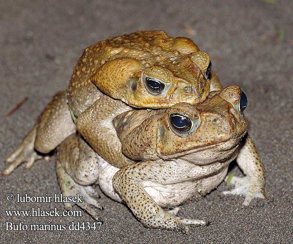 Bufo marinus Cane Toad Giant Marine Ropucha obrovská