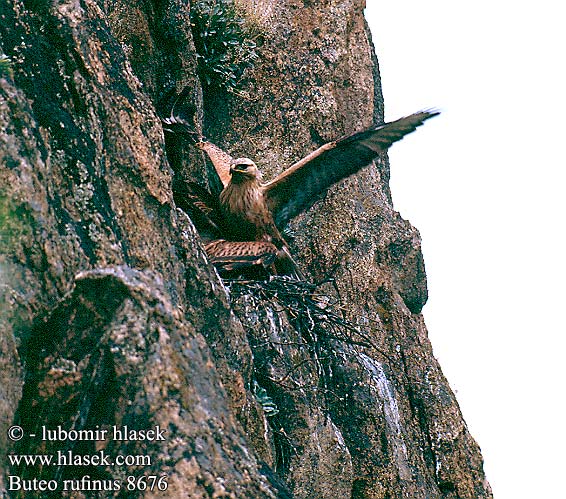 Buteo rufinus 8676