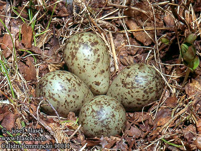 birds eggs nests Calidris temminckii Temminck's Stint