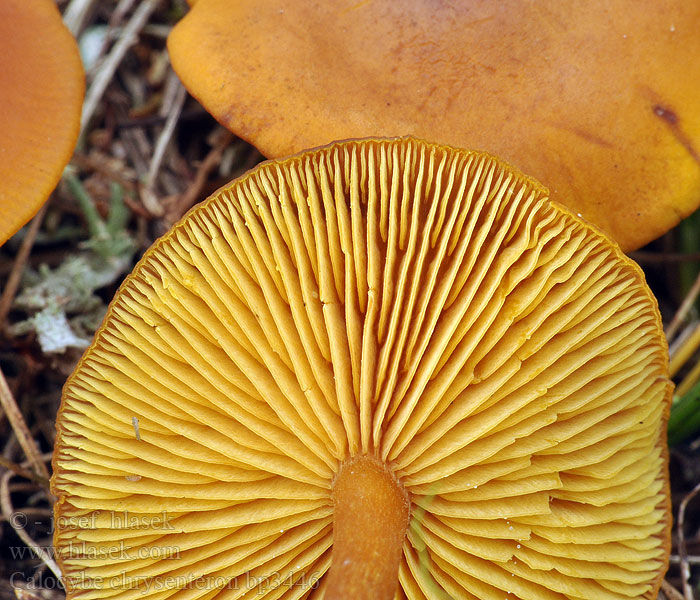 Yellow domecap Calocybe chrysenteron Калоцибе золотистая