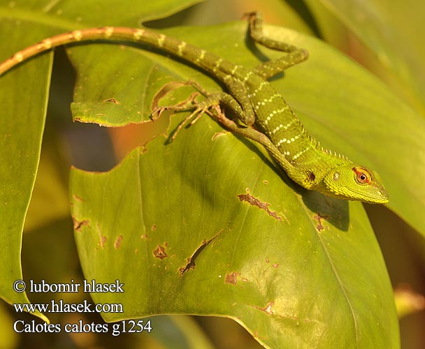 Common Green Forest Lizard ホンカロテス Обыкновенный кало Calotes calotes Lepoještěr obrovský 普通树蜥 Mężczyzna zielona jaszczurka
