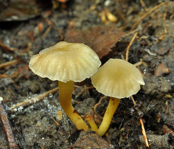 Camarophyllopsis micacea Gelbstieliger Samtschneckling