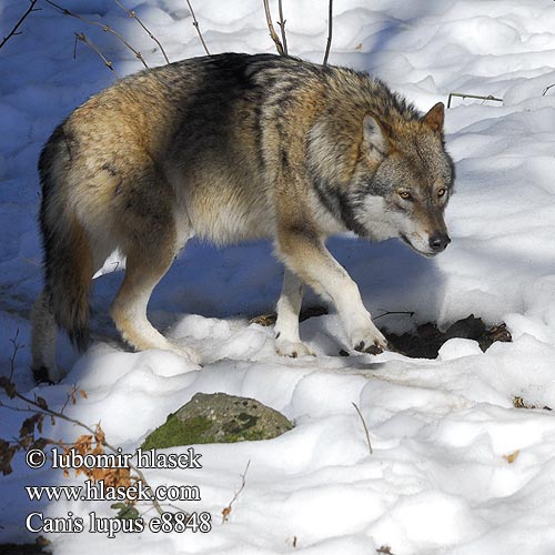 Canis lupus მგელი Chen Gur Cuetlāchtli