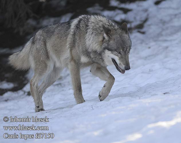 Loup loups gris Lobo Lupo farkas Wilk Vlk dravý