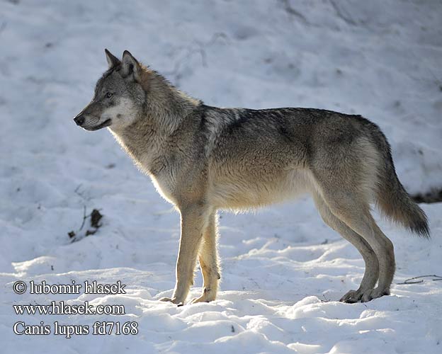 canis_lupus_fd7168.jpg