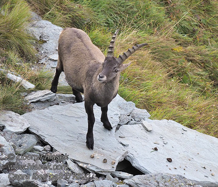 Alpensteinbock Capra ibex