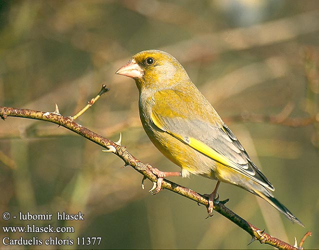 Carduelis chloris zvonek zelený Groenling Dzwoniec