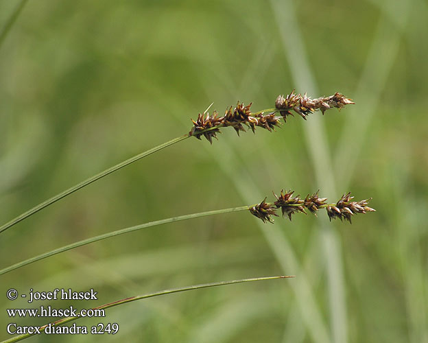 Carex diandra Lesser Tussock Sedge Hengeres sás Draht-Segge