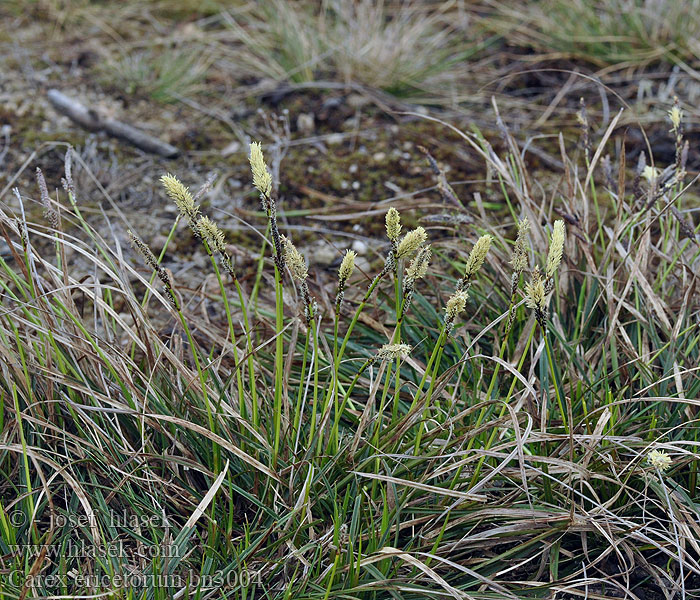 Backstarr Осока вереснянкова Carex ericetorum