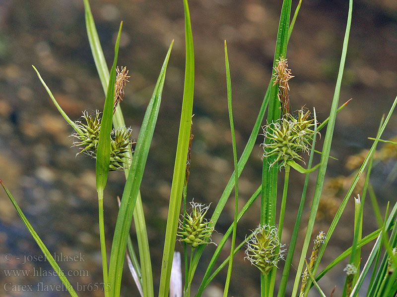 Carex flavella flava alpina Ostřice žlutavá Alpen-Gelb-Segge
