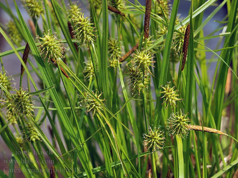 Carex lepidocarpa Schuppenfrüchtige Gelb-Segge Turzyca łuszczkowata