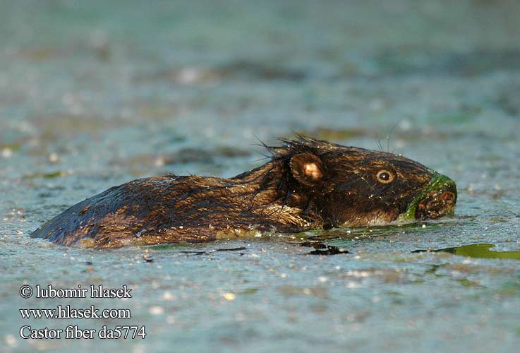 Castor fiber European Beaver Castor europeu Bobr evropský Europäischer Biber Bóbr europejski