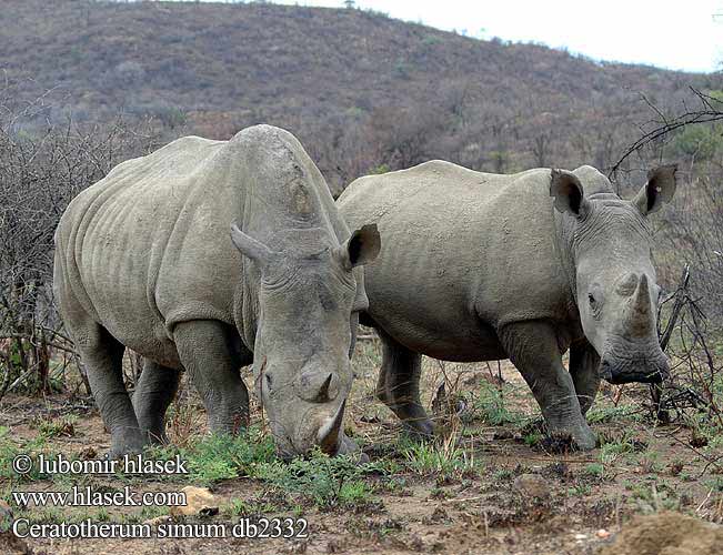 White Rhinoceros Hvidt næsehorn Leveähuulisarvikuono