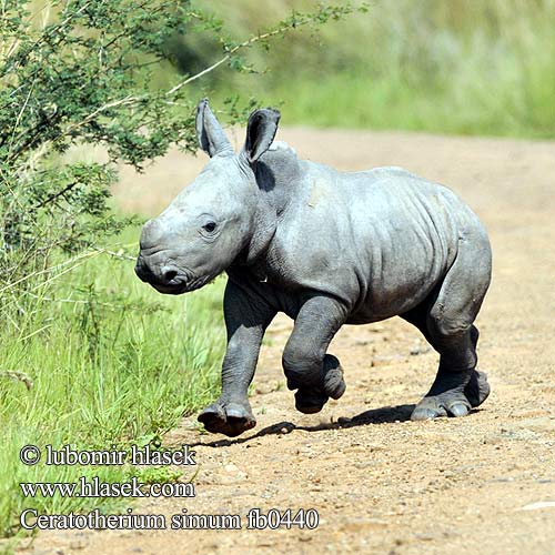 Nosorožec tuponosý bílý Rinoceronte Blanco