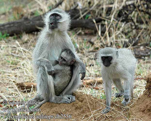 Vervet Monkey Grøn Hvidgrøn marekat Vihermarakatti