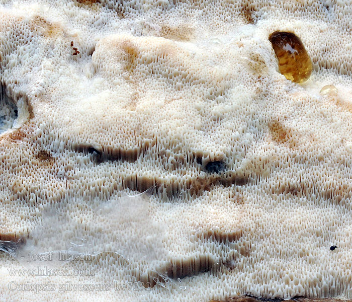Ceriporiopsis gilvescens Polypore grisonnant