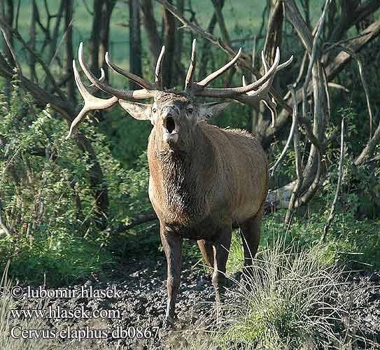 Cervus elaphus db0867