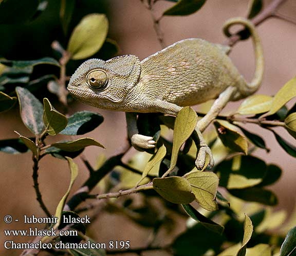 Chameleon obecný Adi bukalemun Bayağı Kameleon pospolity Chameleón obyčajný Közönséges kaméleon Európai حرباء شائعة Adi buqələmun Kameleon boutin Camaleó comú Caméléon commun Gewone kameleon Vanlig kameleon Camaleão-comum Хамелеон звичайний 地中海變色龍 Chamaeleo chamaeleon Europäischer Gewöhnliches Chamäleon Mediterranean Common Chameleon Camaleón Camaleonte comune