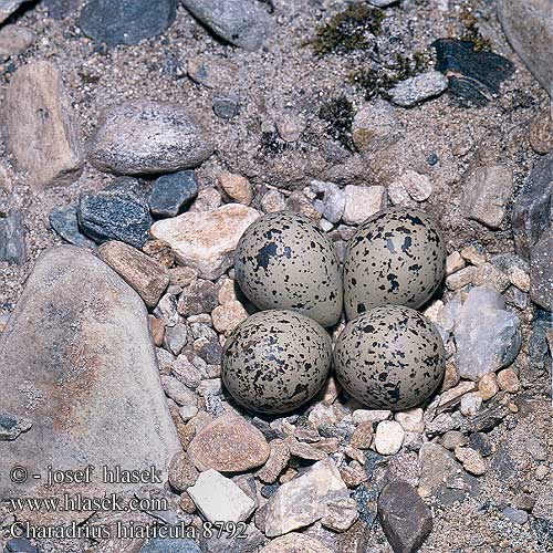 birds eggs nests Charadrius hiaticula Ringed Plover Sandregenpfeifer