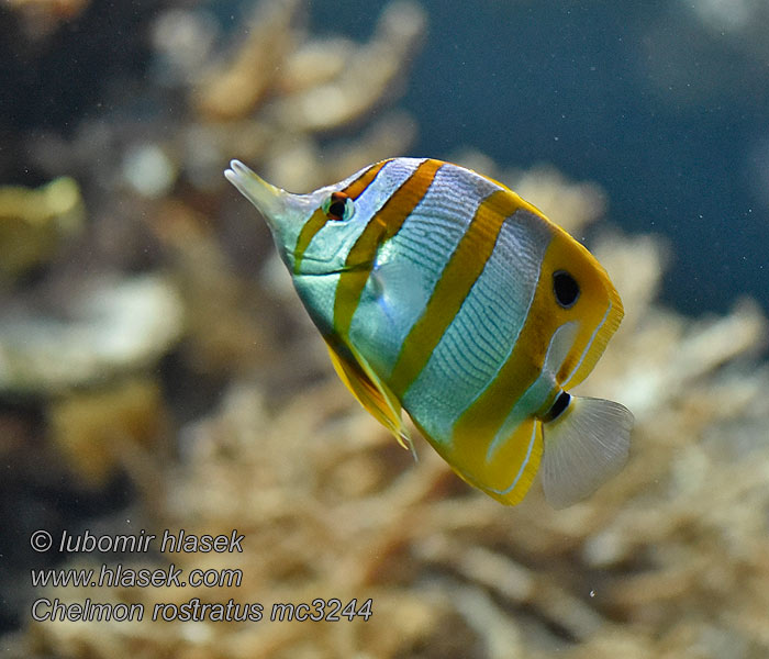 Chelmon rostratus Copperband butterflyfish Zobec obecný