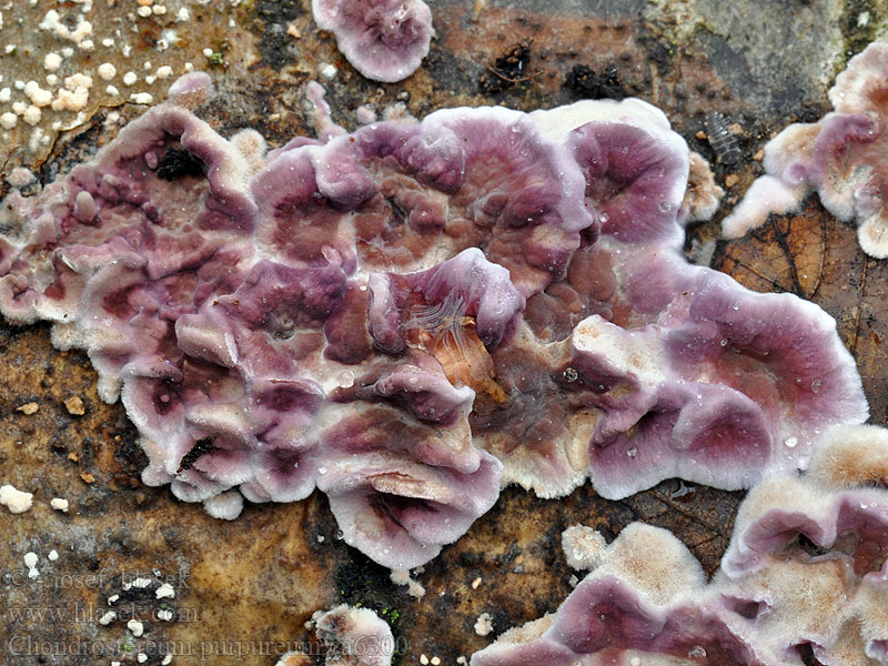 Purppuranahakka Chondrostereum purpureum